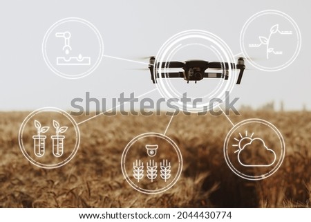 Flying drone above wheat field. Agricultural and technology innovations concept