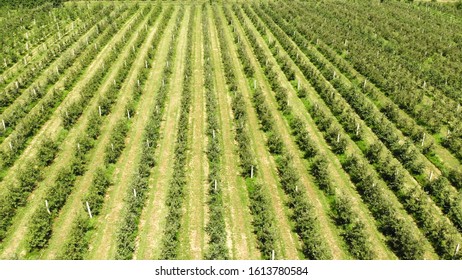 Flying Drone Between The Rows Of Apple Orchard. Young Apple Orchard