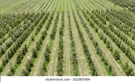 Flying Drone Between The Rows Of Apple Orchard. Young Apple Orchard