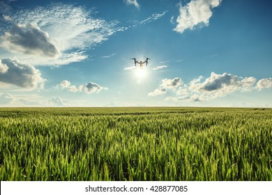 Flying Drone And Green Wheat Field