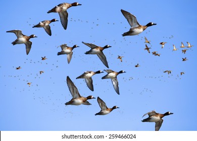 Flying Ducks