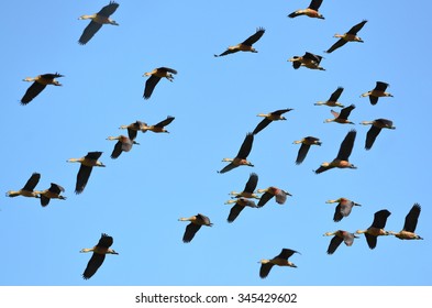 Flying Ducks
