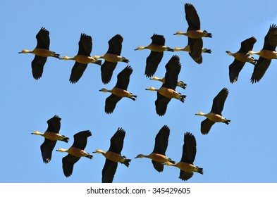 Flying Ducks
