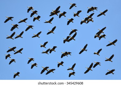 Flying Ducks
