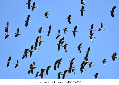 Flying Ducks
