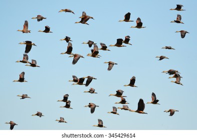 Flying Ducks
