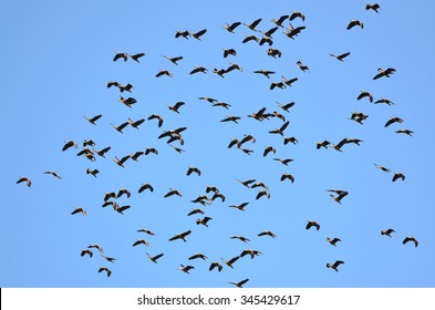 Flying Ducks
