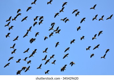 Flying Ducks
