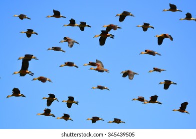 Flying Ducks
