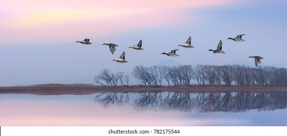 Flying ducks against an evening landscape - Shutterstock ID 782175544