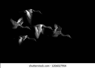 Flying Ducks. Dark Artistic Background. Black White Photography. 