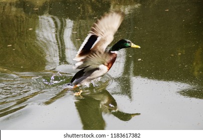 flying ducks over the river