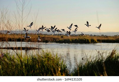 Flying ducks in a pond