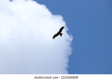 Flying eagle and blue sky