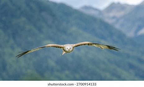 Flying eagle looks into the camera, fliegender Adler schaut in die Kamera