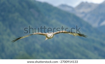Flying eagle looks into the camera, fliegender Adler schaut in die Kamera