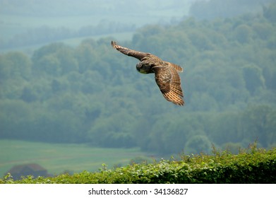 Flying Eagle Owl