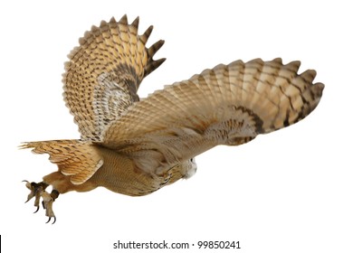 Flying Eagle  Owl Bird Isolated On White Background