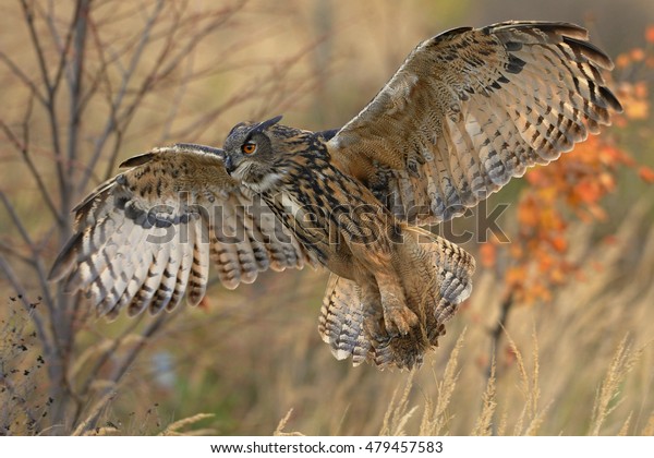 Flying eagle owl (Bubo\
bubo), Eagle owl