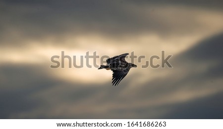 Similar – ein flügelschlag Wolken