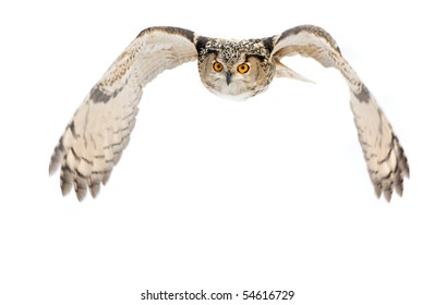 Flying Eagle-owl