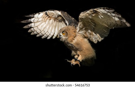 Flying Eagle-owl