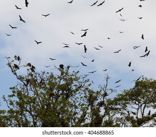 Flying Eagles and Vultures