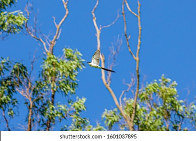 Flying Earwig (Tyrannus Savana), Measuring Approximately 40 Cm In Length, Including The Long Forked Tail, Which Is About 29 Centimeters, Can Be Seen In Much Of Brazil. It Inhabits Fields, Restingas.