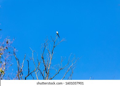 Flying Earwig (Tyrannus Savana), Measuring Approximately 40 Cm In Length, Including The Long Forked Tail, Which Is About 29 Centimeters, Can Be Seen In Much Of Brazil. It Inhabits Fields, Restingas.