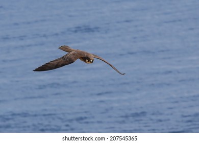 Flying Eleonora's Falcon