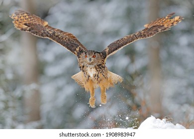 Flying Eurasian Eagle owl with open wings with snowflakes in snowy forest during cold winter. Wildlife scene from Germany in Europe. Big owl in the nature habitat. Start from the snow hill.