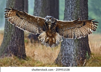 Flying Eurasian Eagle Owl with open wings in forest habitat with trees, wide angle lens photo.