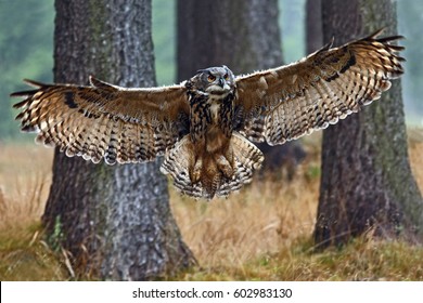 Flying Eurasian Eagle Owl Open Wings Stock Photo 259951538 | Shutterstock