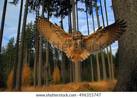Flying Eurasian Eagle Owl with open wings in forest habitat, wide angle lens photo.