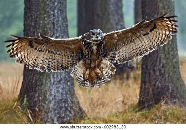 Flying Eurasian Eagle Owl Open Wings Stock Photo 602983130 | Shutterstock