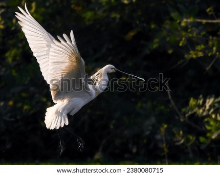 flying eurasian spoonbill nellapattu birdsanctuary