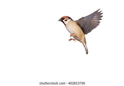 Flying Eurasian tree sparrow isolated on white (Passer montanus) - Powered by Shutterstock