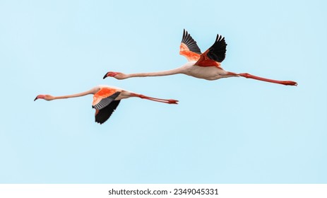 Flying European Greater Flamingo against colorful sky. Flying Flamingo in natural habitat. Wildlife scene of nature in Europe. - Powered by Shutterstock