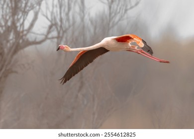 Flying European Greater Flamingo against colorful sky. Flying Flamingo in natural habitat. Wildlife scene of nature in Europe. - Powered by Shutterstock