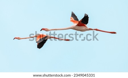 Flying European Greater Flamingo against colorful sky. Flying Flamingo in natural habitat. Wildlife scene of nature in Europe.