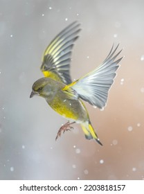 flying European greenfinch (Chloris chloris) or common greenfinch songbird winter time blue background