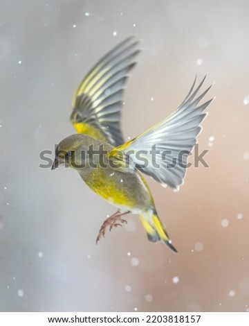 flying European greenfinch (Chloris chloris) or common greenfinch songbird winter time blue background
