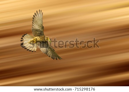 Flying Falcon Bird Prey Motion Blur Stock Photo Edit Now