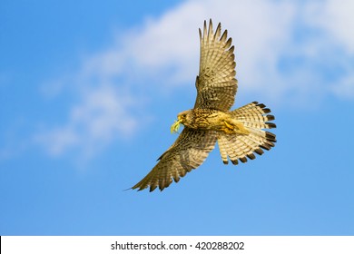 Flying falcon. Blue sky background. Bird: Lesser Kestrel. Falco naumanni.