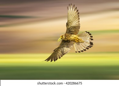 Flying falcon. Colorful motion blur nature background. Bird: Lesser Kestrel Falco naumanni.