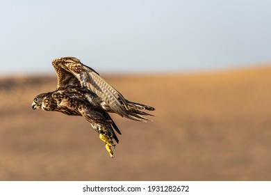 Flying falcon in the desert of Dubai, United Arab Emirates