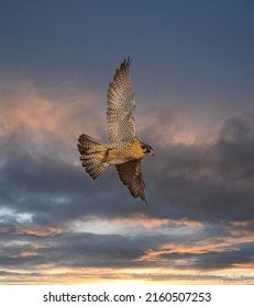 Flying Falcon In Doha Qatar