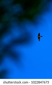 Flying Falcon. Eleonoras Falcon. Blue Sky Bacground. 