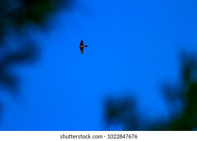 Flying Falcon. Eleonoras Falcon. Blue Sky Bacground. 