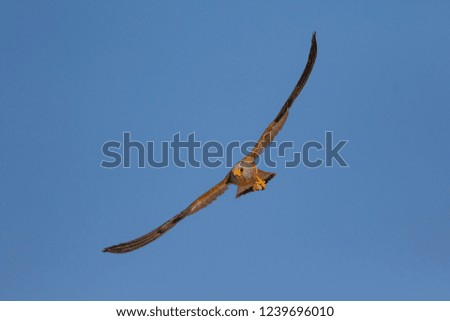 Similar – Awesome bird of prey in flight